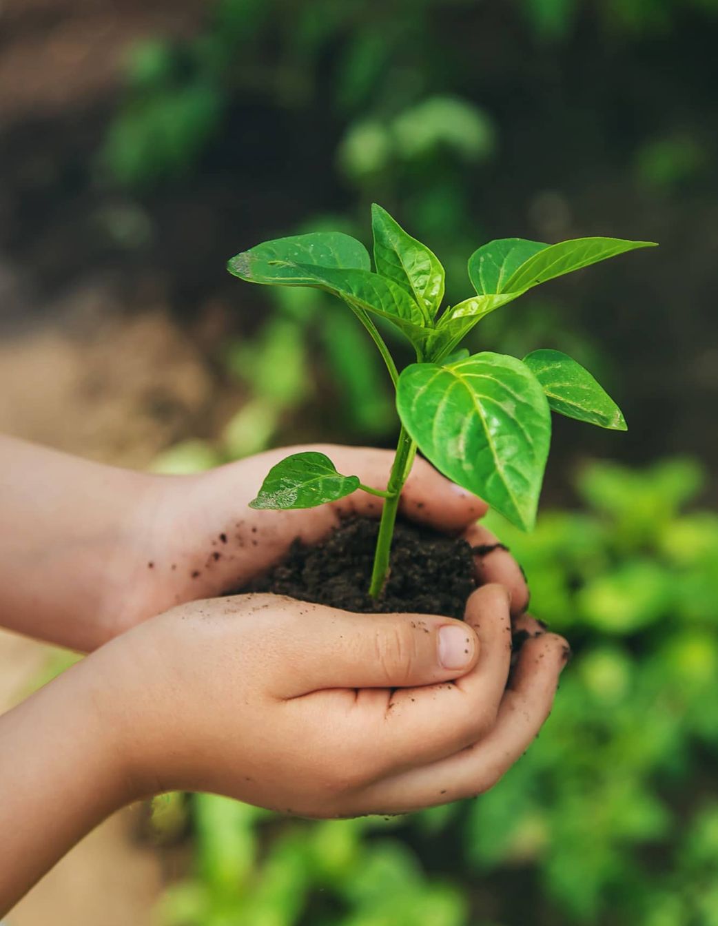 hands holding plant