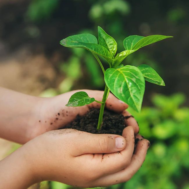 hands holding plant