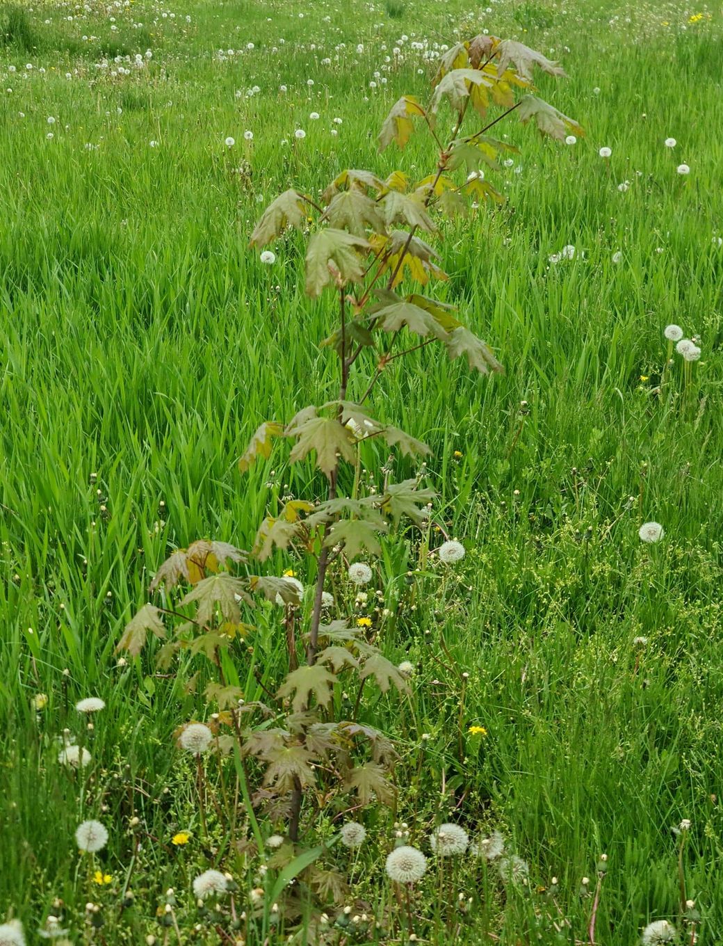weeds in grass